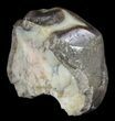 Partail Hyracodon (Running Rhino) Tooth - South Dakota #60955-1